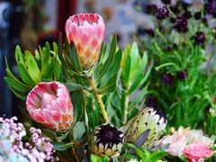 -杭州街角花屋花店(闻堰店)