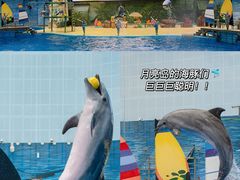 -海合安天津极地海洋公园
