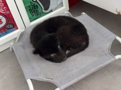 -纳吉亚猫专科动物医院博雅分院