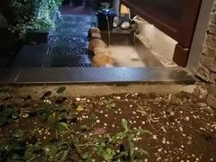 -LA  PETANQUE(泰安路店)
