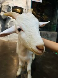 -Zoolung Zoolung动物主题公园(海信广场店)