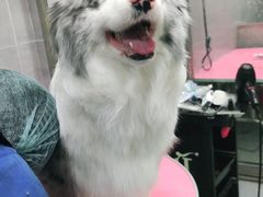 -宠福鑫康馨动物医院·骨科·眼科