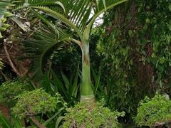 -呀路古热带植物园