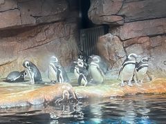 -海合安武汉极地海洋公园