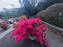 -深圳市中科院仙湖植物园