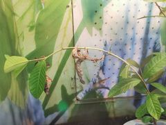 -上海大自然野生昆虫馆(东方明珠·爬宠昆虫探索中心)