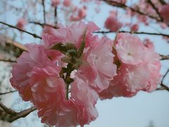 -西安青龙寺遗址景区