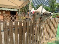 -萌宠亲子动物乐园(槐房万达店)