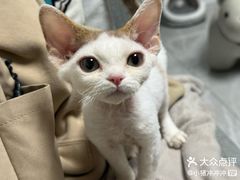 -山宅一喵德文卷毛猫舍