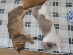-中农国际动物医院24小时·猫科·骨科·急重症中心