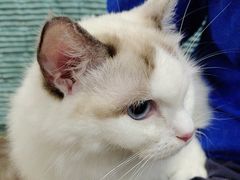 -佳雯宠物医院·皮肤科·内外科(春晓路分院)