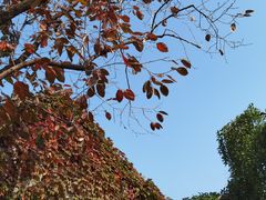 -香山公园