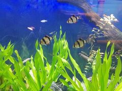 -沙沙哗啦海洋馆(华宇百花谷店)