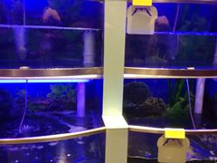 水产区-七欣天(上海淮海路新尚广场店)