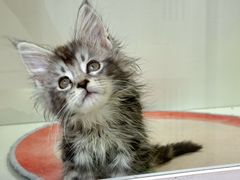 -青奢宠物·青奢猫舍