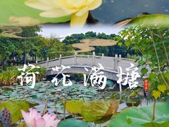 -映月湖公园