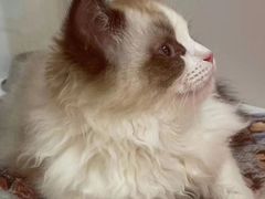 -三花喵·撸猫购宠·宠物生活馆(虹桥南丰城店)