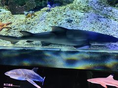 -江和美海洋公园
