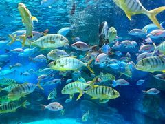 -泉城欧乐堡海洋极地世界