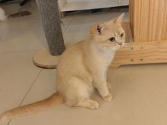 -平行世界·猫咖(首经贸店)