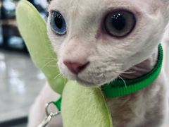 -贝康宠物医院·犬猫全科·小动物特色诊疗中心(东环路店)