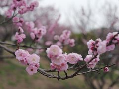 -无锡梅园公园