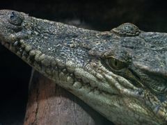 -上海野生动物园