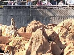 -昆明动物园