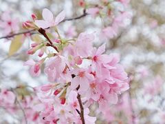 -天适樱花悠乐园