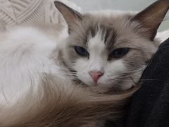 -有喵·猫咖·狗咖·30几只猫10只小狗(岗厦店)