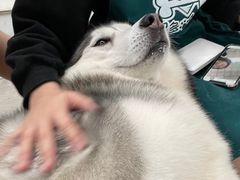 -星多哈·狗咖·拼豆·咖啡