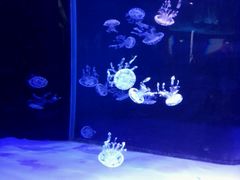 -左海海底世界