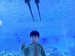 -海合安成都极地海洋公园
