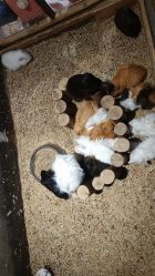 -酷嗒动物文化乐园(cutezoo西溪乐天城店)