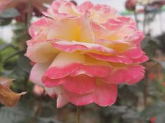 -都江堰玫瑰花溪谷