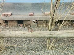 -青藏高原野生动物园