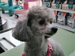 -北京恒爱动物医院(清景园分院)