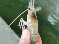 -会江钓鱼钓虾烧烤场