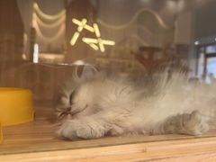 -钦宠·猫咪售卖·洗护·寄养(东圃旗舰店)