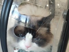 -瑞鹏宠物医院·骨科·猫科·内科(第一中心)