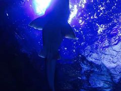 -迪拜水族馆及水下动物园