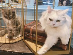 -遇见羊驼·奶狗咖·布偶猫咖·法斗柯基柴犬阿拉斯加(春熙路太古里IFS店)