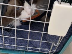 -爱侣宠医·鹦鹉专科·小型哺乳类·异宠专科(灵石路店)