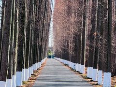 -黄海国家森林公园