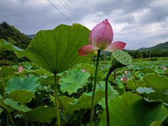 -广州市流溪河国家森林公园