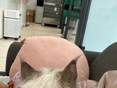 -萌兽医馆·眼科·异宠专科(三里屯店)
