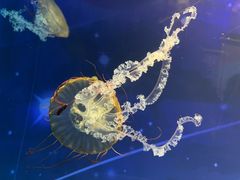 -海合安武汉极地海洋公园