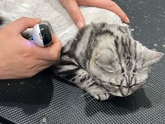 -宠爱国际动物医院·消化内科·心肾内科·ISFM猫友好(望京店)