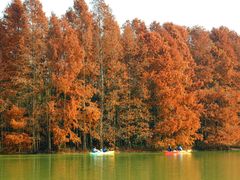 -上海海湾国家森林公园