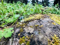 -硗碛藏寨·神木垒景区